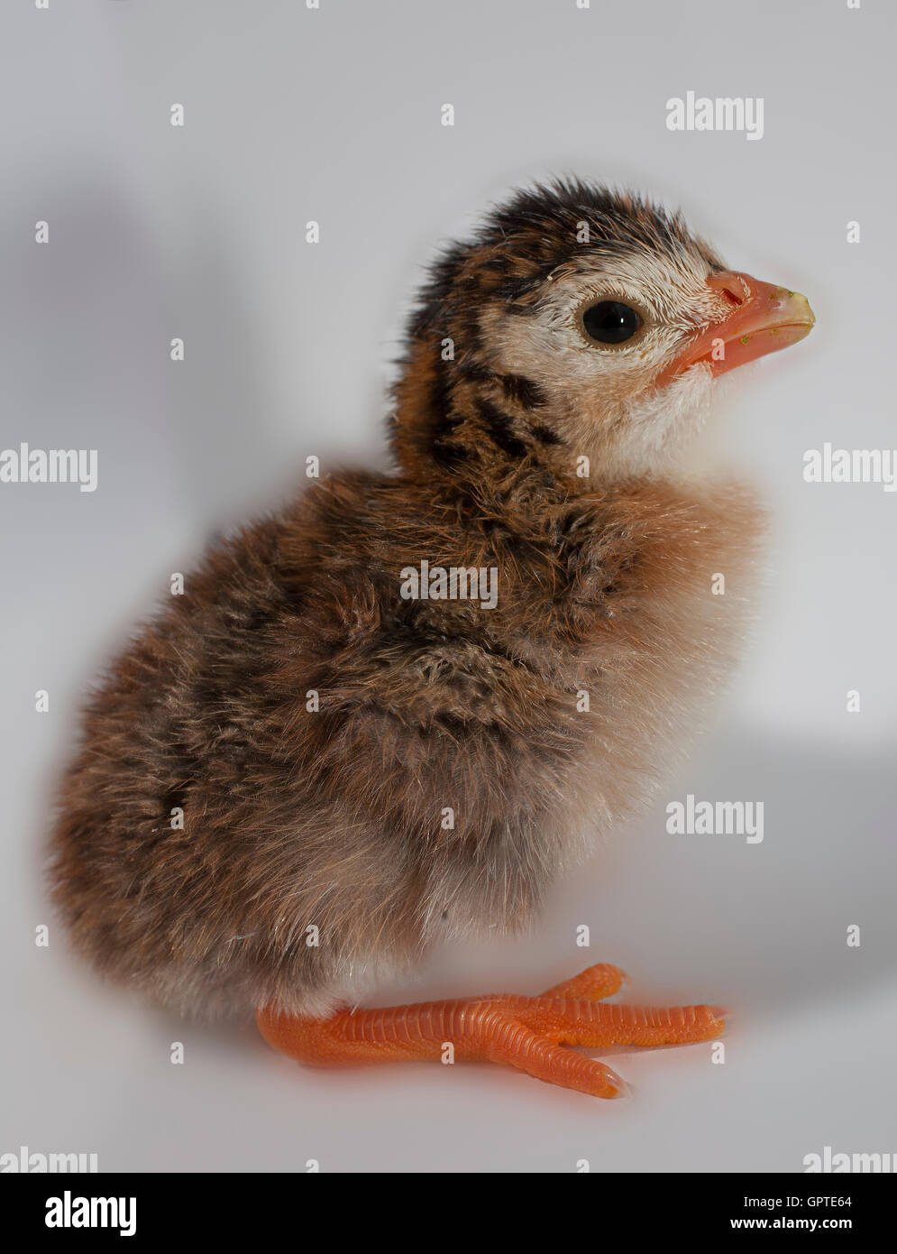 Molto giovane il pollo con il marrone e piume nere su sfondo bianco Foto Stock