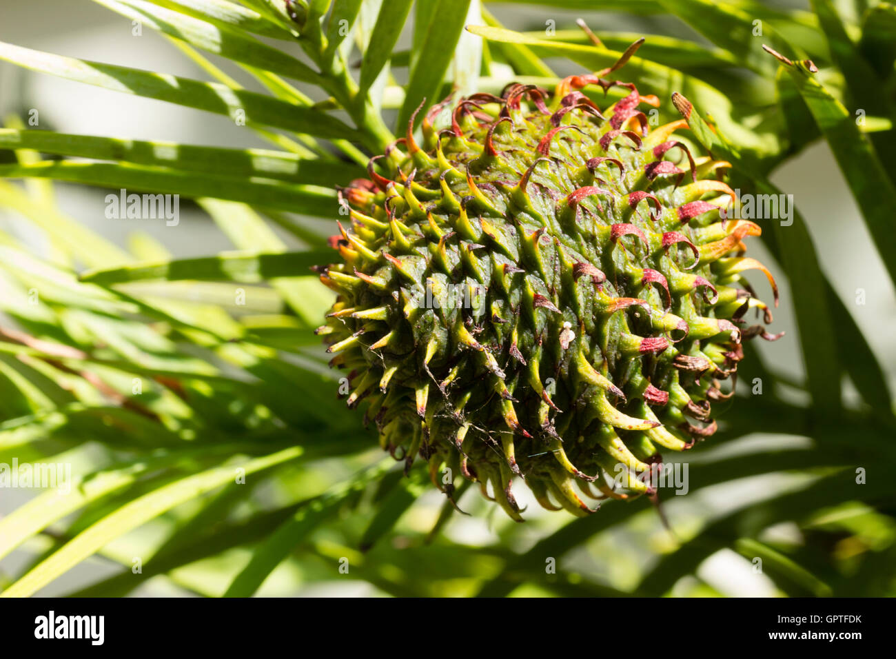 Pungenti cono femmina del "fossile vivente" Wollemi pine, Wollemia nobilis, recentemente scoperto in Australia Foto Stock