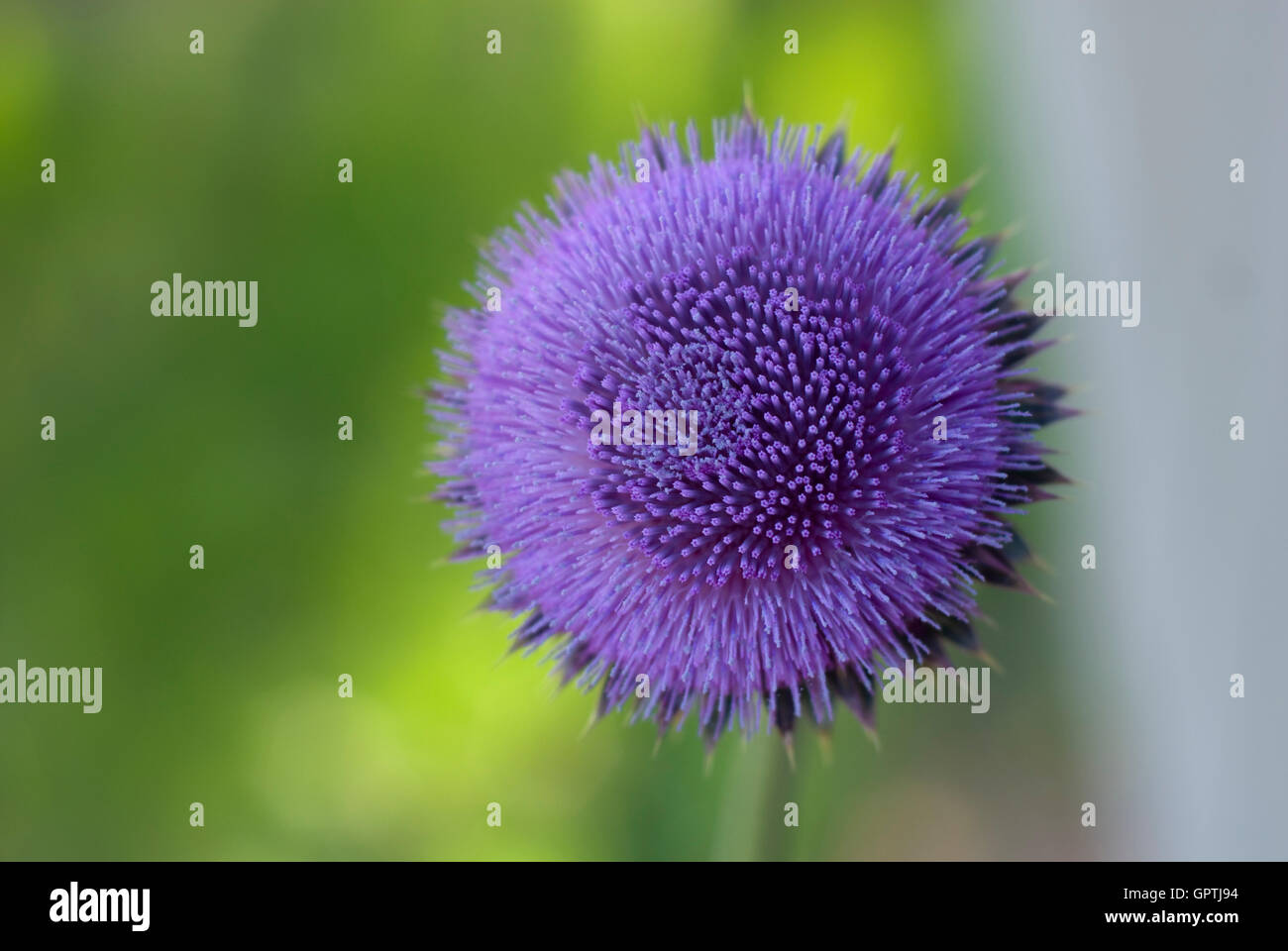 Fiore di cardo Foto Stock