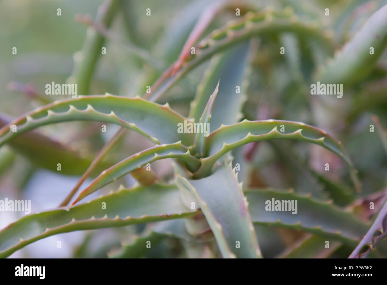 Aloes Foto Stock