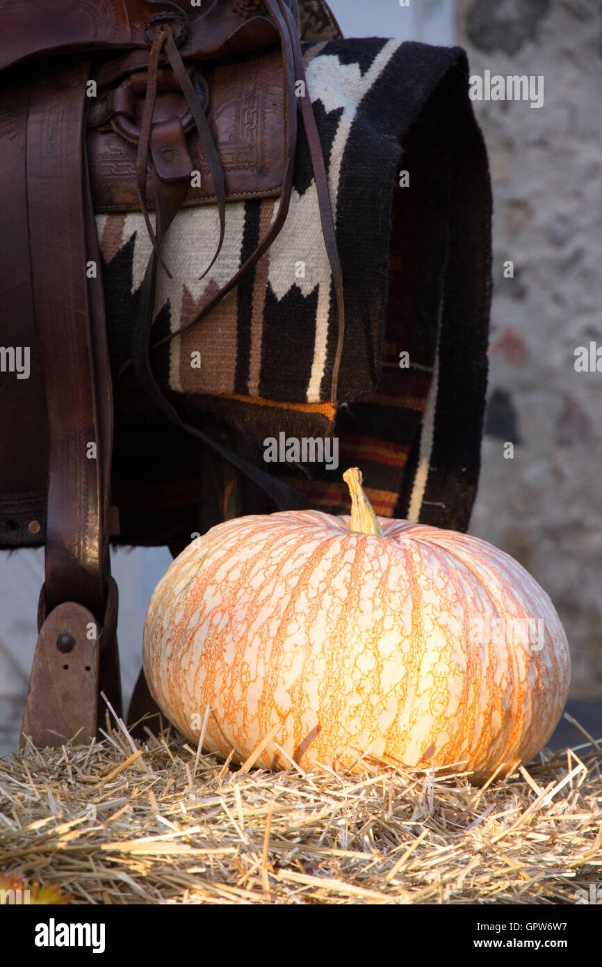 Una zucca sanguinari in appoggio su una balla di fieno accanto ad una sella western al di fuori di un fienile. Foto Stock Una zucca sanguinari in appoggio su una balla di fieno accanto ad una sella western al di fuori di un fienile. Foto Stock
