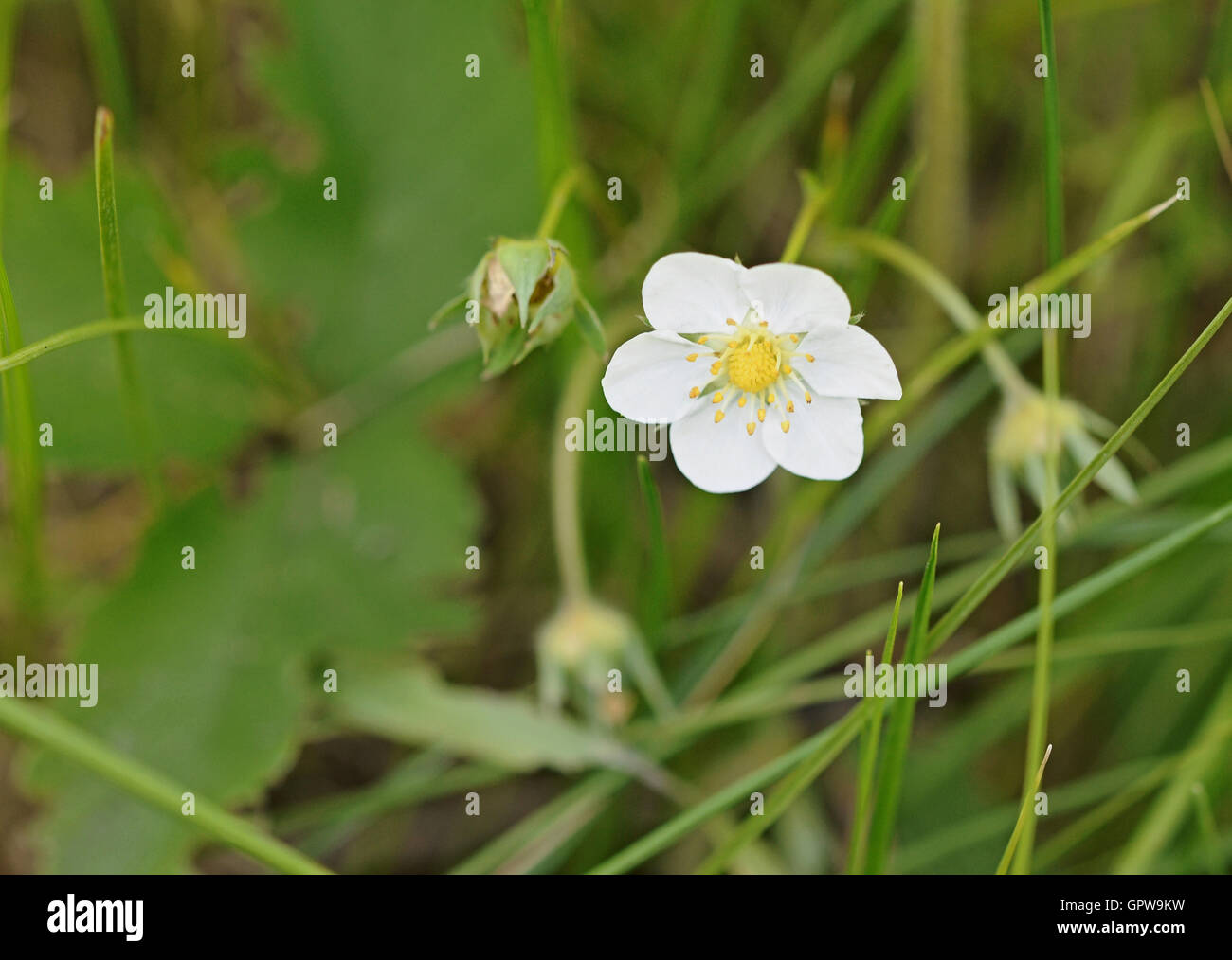 Fioritura di fragole in Prato Foto Stock