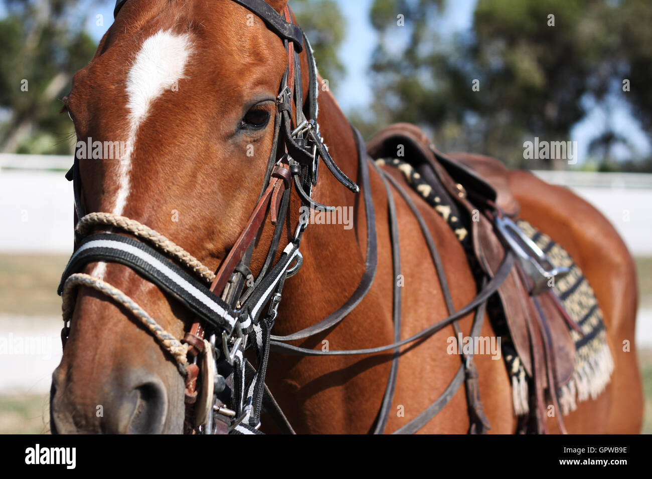 Cavallo da Polo Foto Stock