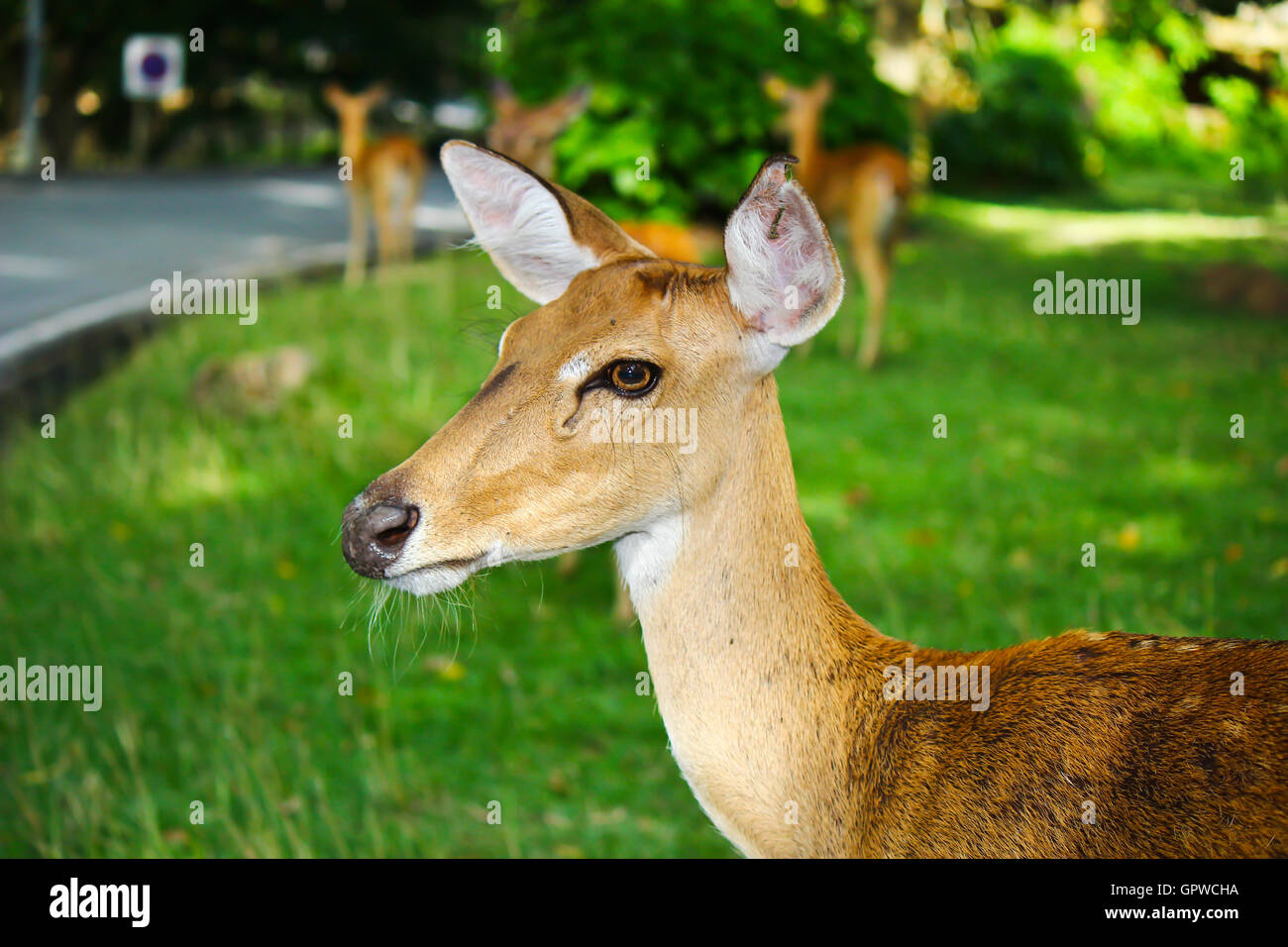 Culbianco Deer Fawn ancora in spot su un prato Foto Stock
