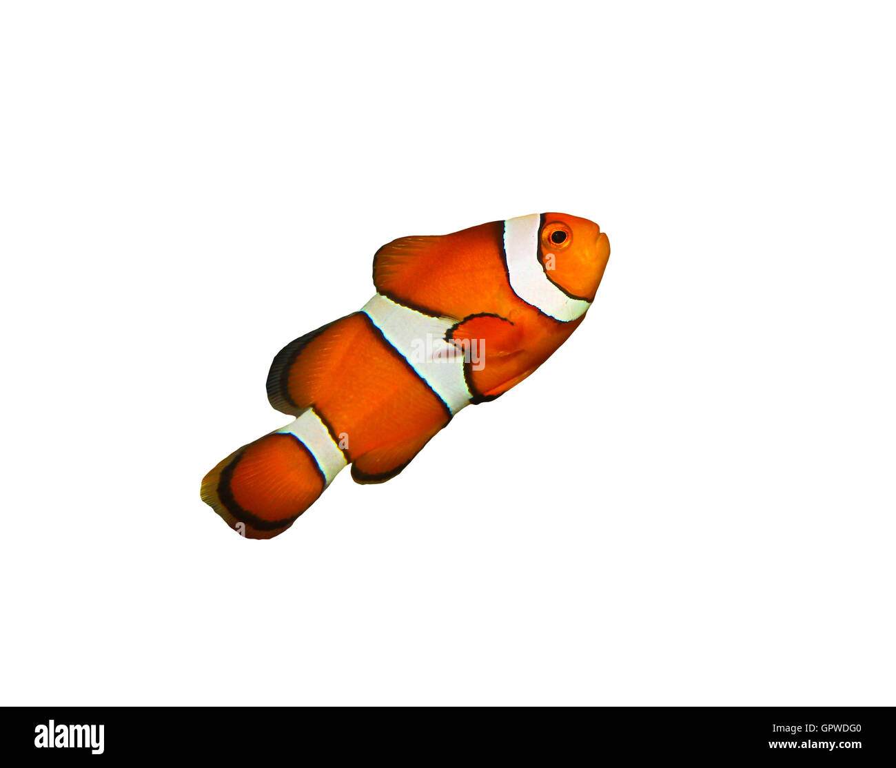 Clownfish isolato su bianco Foto Stock