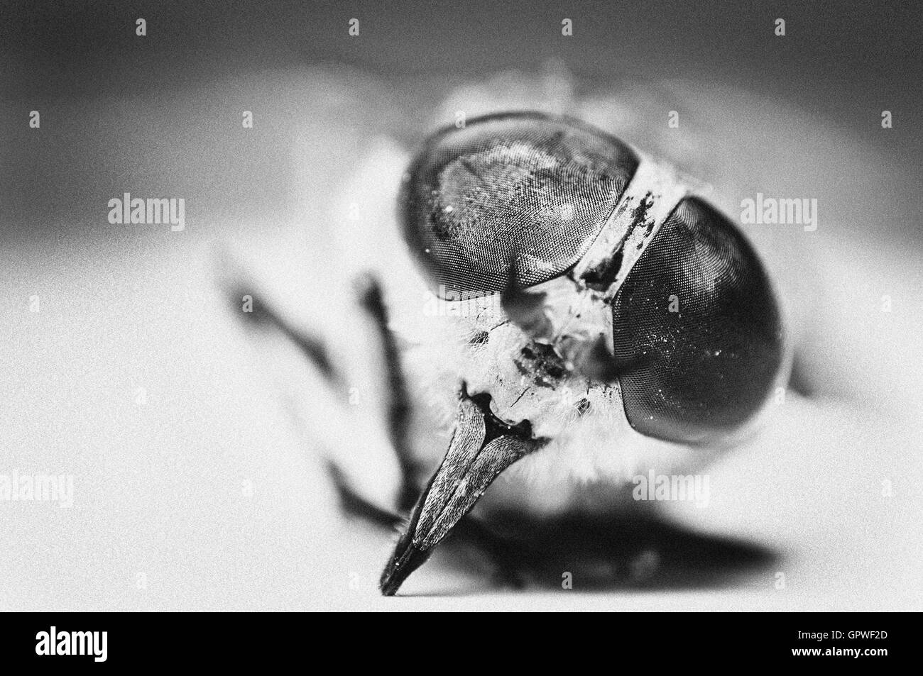 Macro di un bug Foto Stock