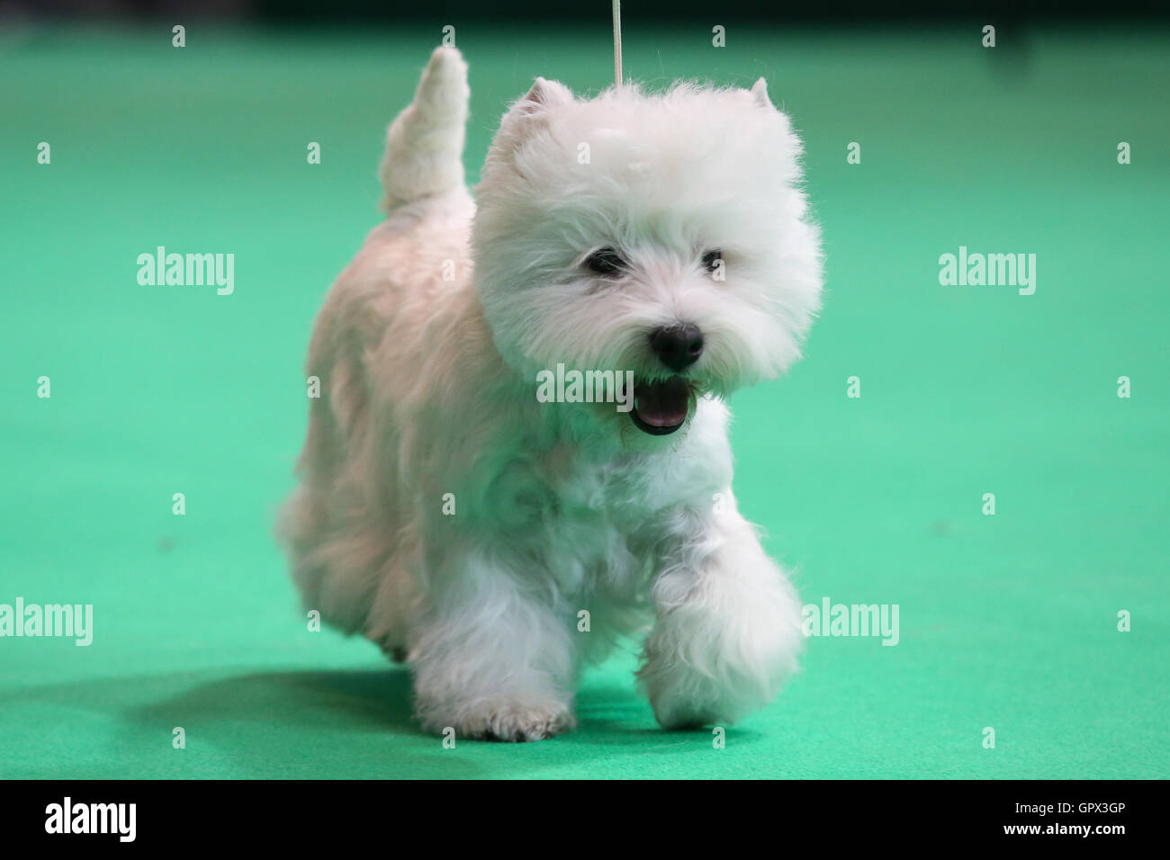 A West Highland White Terrier al Crufts 2016 tenutosi al NEC di Birmingham, West Midlands, Regno Unito. La piu' grande mostra canina del mondo, Cru Foto Stock