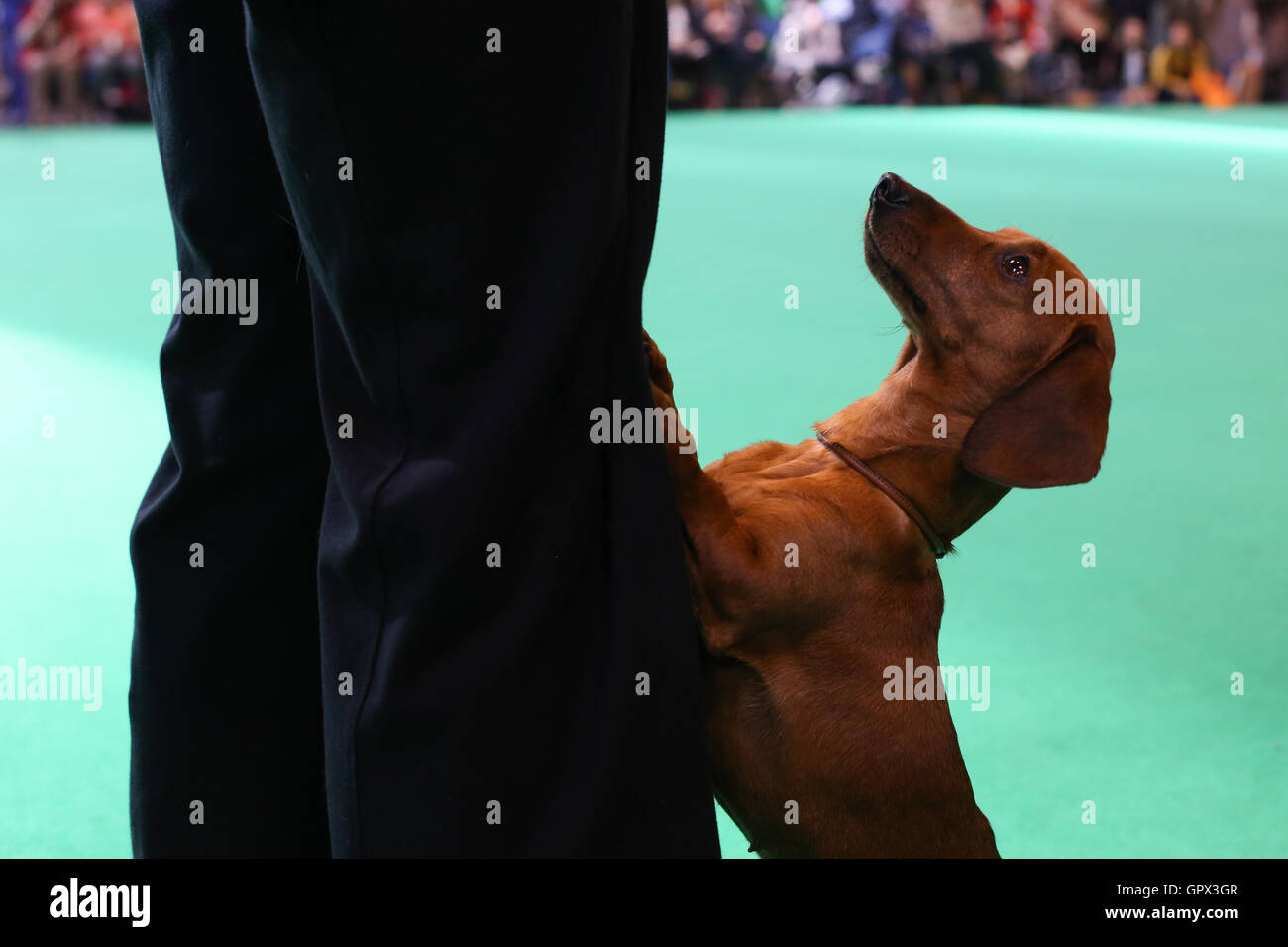 Una miniatura bassotto guarda in alto verso di esso il gestore al Crufts 2016 tenutasi al NEC di Birmingham, west midlands, Regno Unito. il mondo Foto Stock