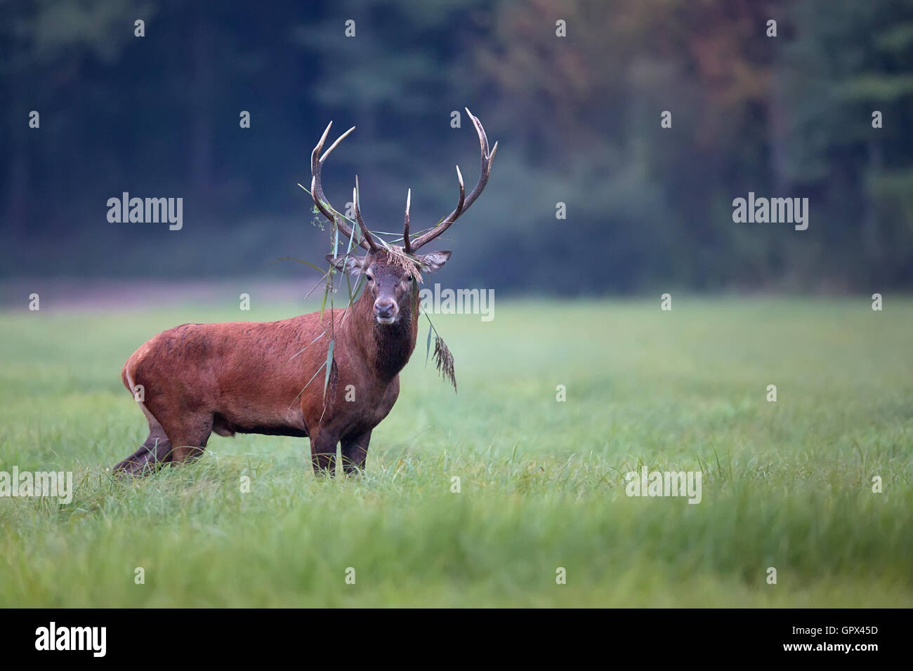 Red Deer in una radura nel selvaggio Foto Stock