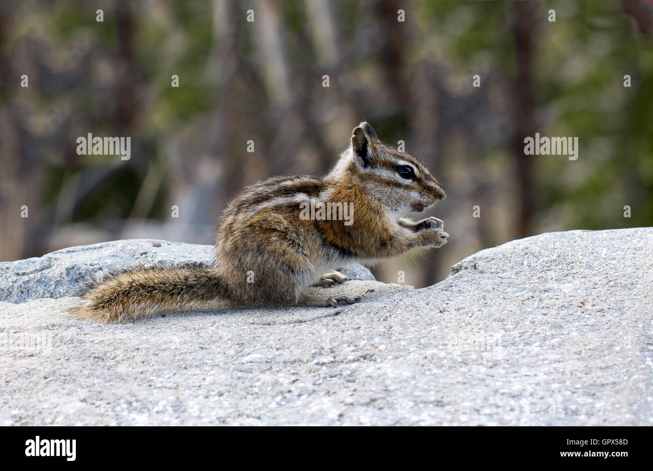 Cheeky scoiattolino sulla parete. Preso metà dente Orso Pass. Montana. Foto Stock