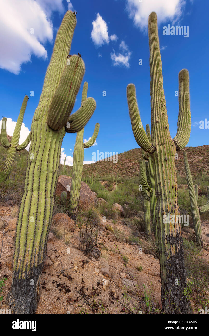 Giant cactus Saguaro Foto Stock