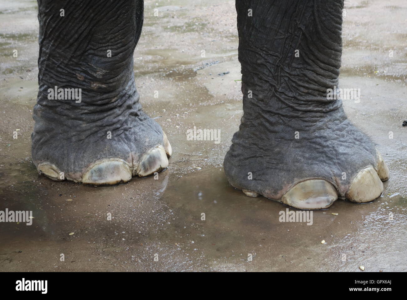 Piedi di elefante Foto Stock