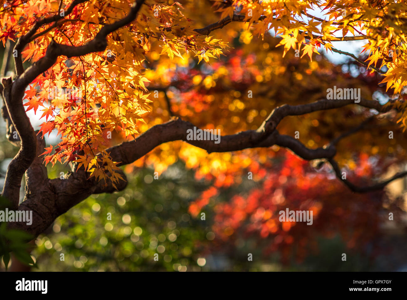 Autumn Tree, molto superficiale la messa a fuoco Foto Stock