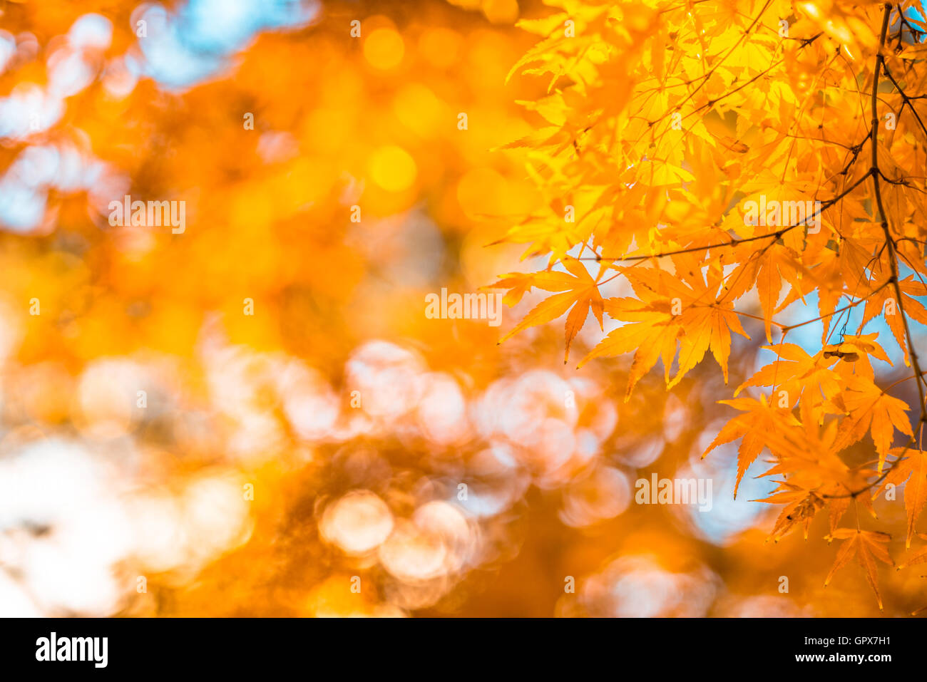 Foglie di autunno, molto superficiale la messa a fuoco Foto Stock