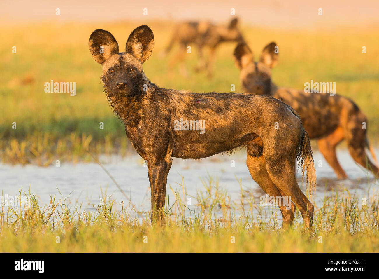 Questi African Wild Dog (Lycaon pictus) sono il raffreddamento e la riproduzione nelle pianure alluvionali del fiume Zambesi nel tardo afternoo Foto Stock
