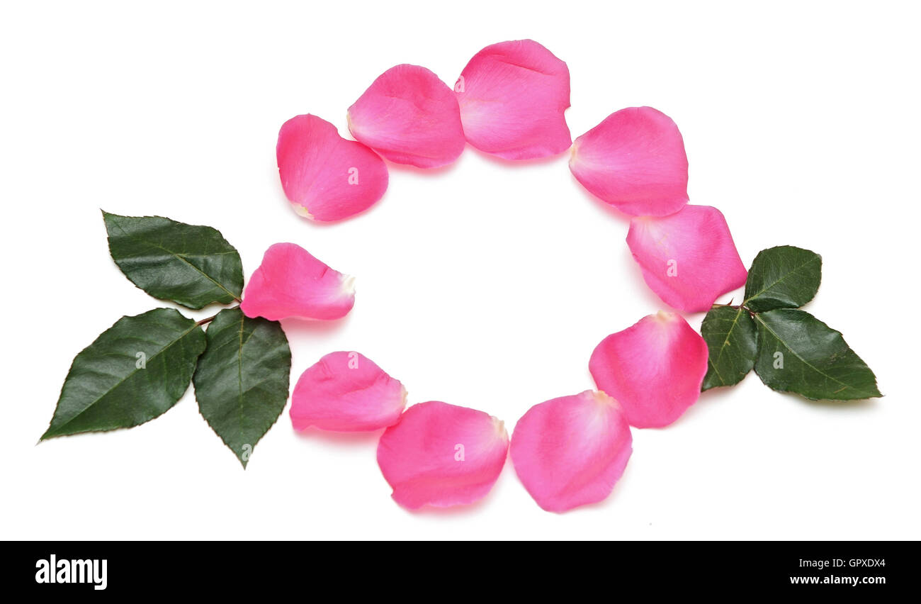 Belle le rose rosa con carta bianca di close-up Foto Stock