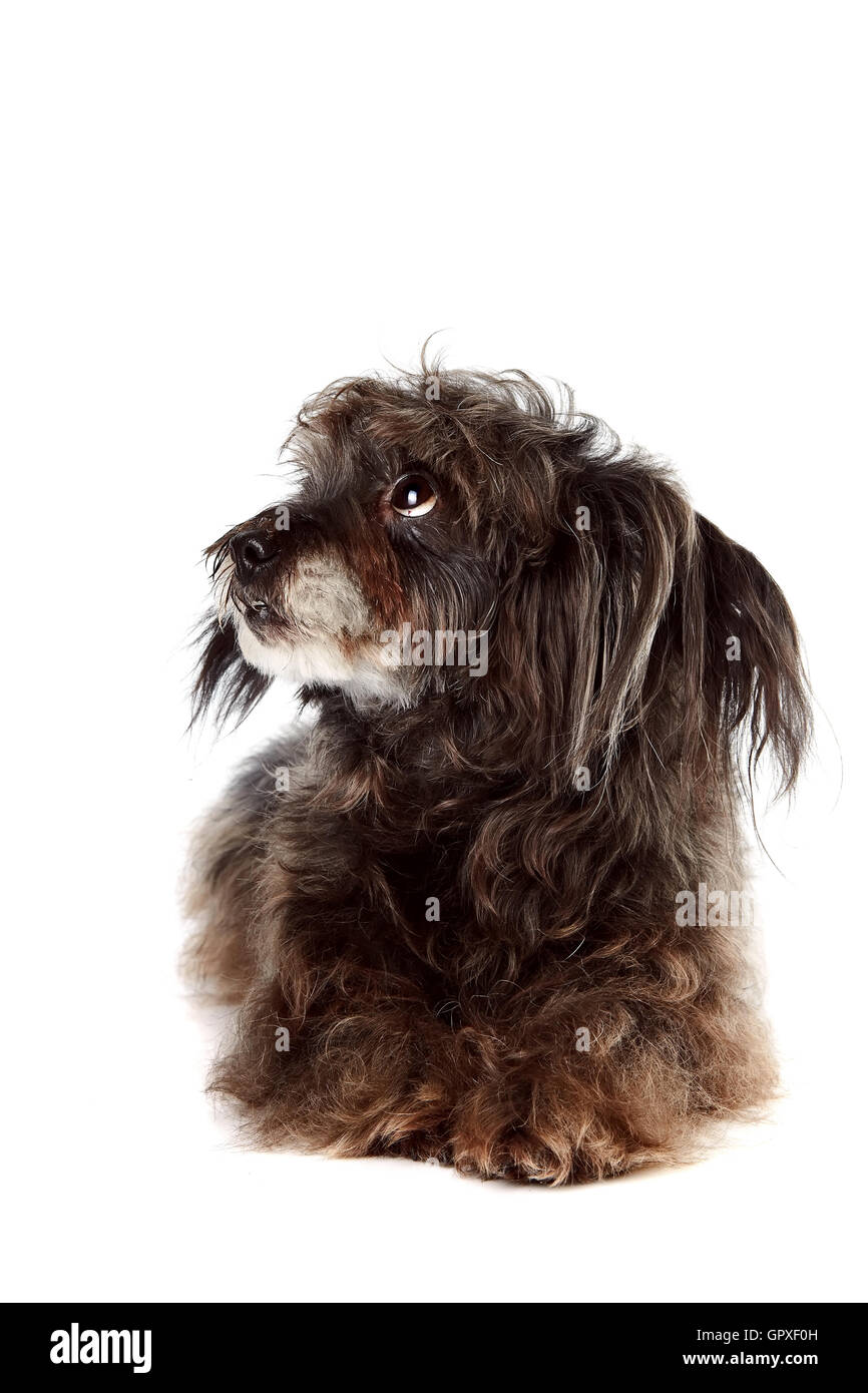 Shaggy mongrel Foto Stock