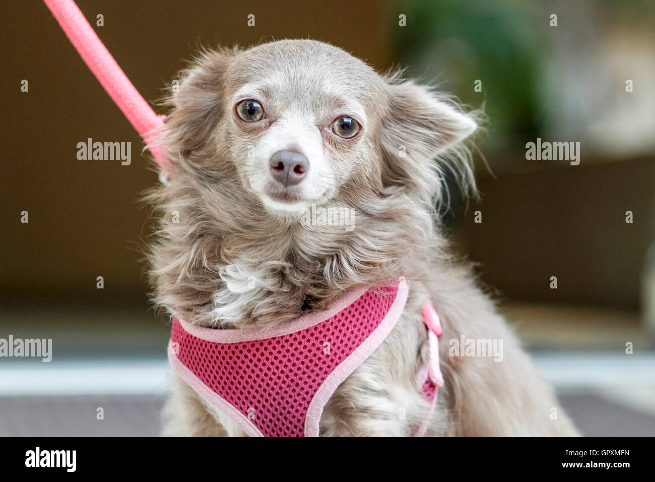 Grigio a Chihuahua con cablaggio rosa e guinzaglio Foto Stock