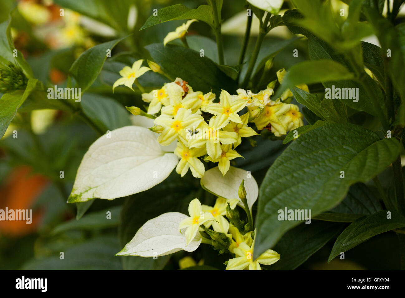 Nana impianto Mussaenda fiori (Mussaenda glabra) - USA Foto Stock