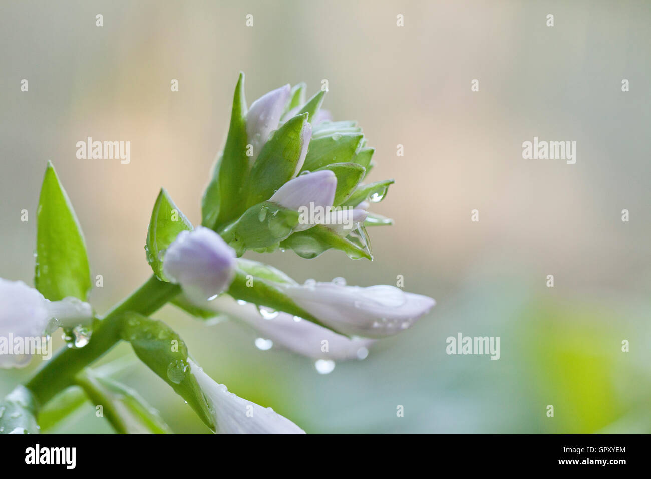 Hosta boccioli di fiori - USA Foto Stock