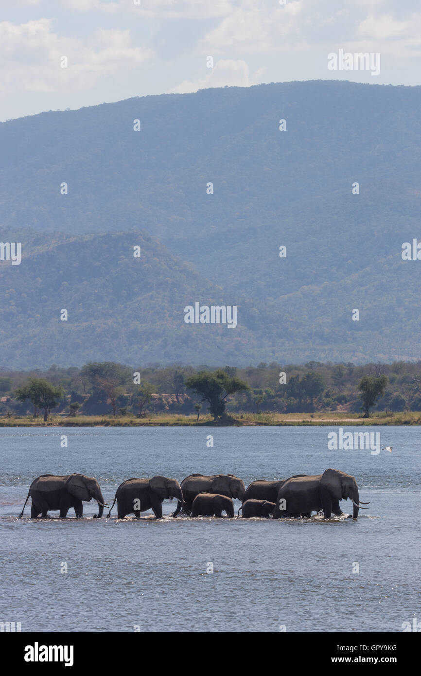 Africa mandria di elefante africano (Loxodonta africana) attraversando il fiume Zambesi Foto Stock