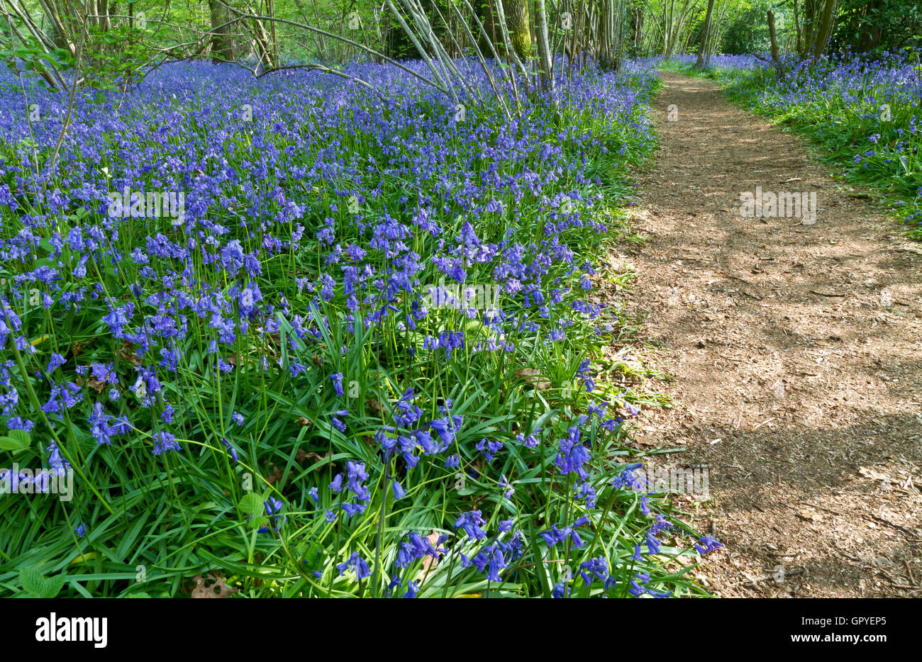 English bluebell legno in primavera con luce solare pezzata Foto Stock