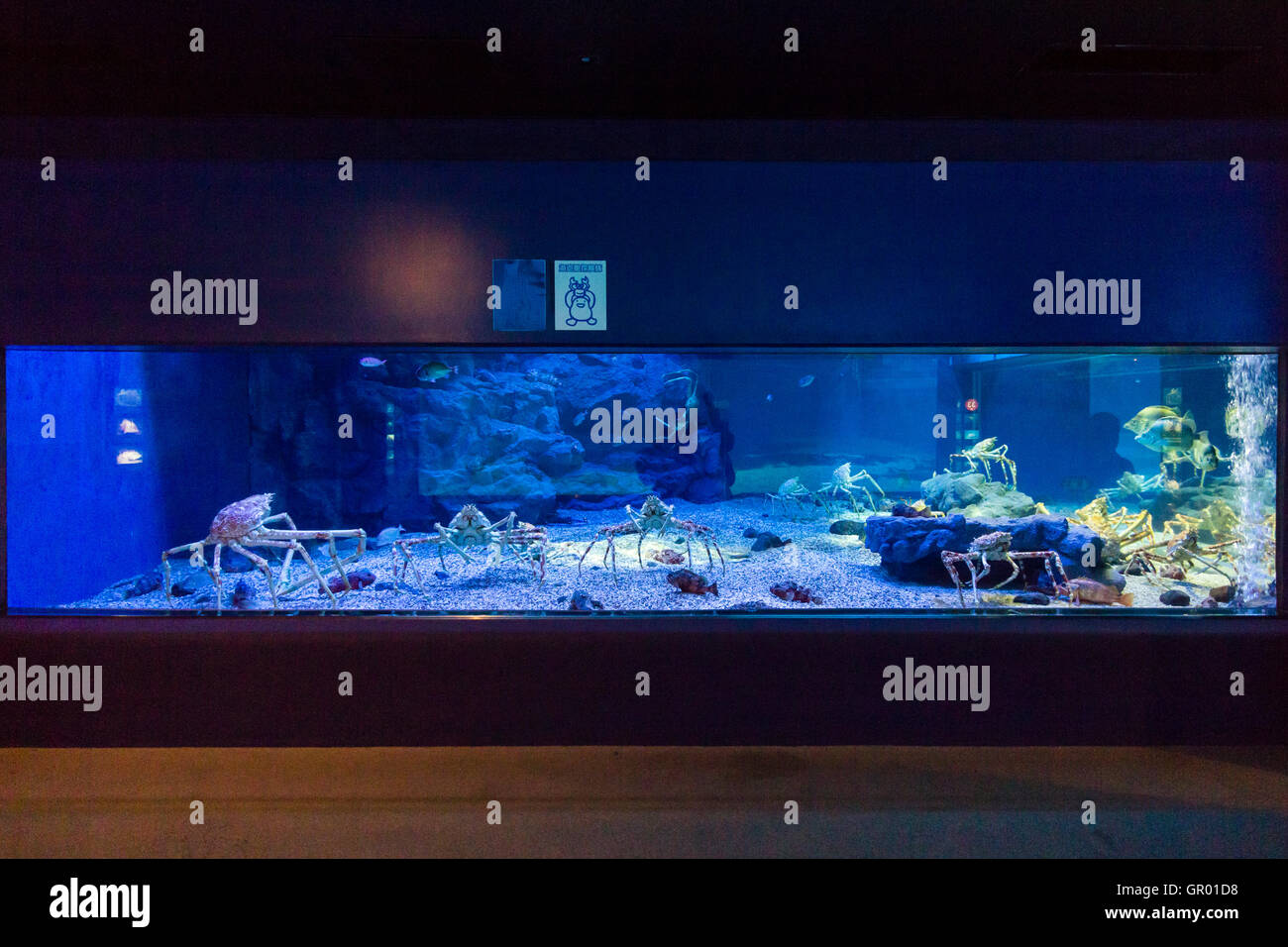 Giappone, Osaka, Acquario Kaiyukan. Interno. Mare del Giappone vasca profonda con il Giapponese granseole, Takaashigani, Macrocheira kaempferi. Foto Stock