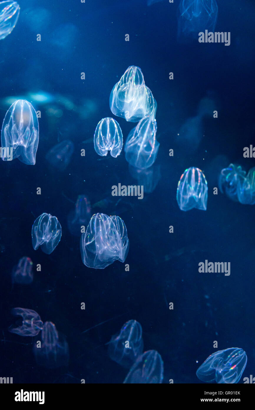 Giappone, Osaka, Acquario Kaiyukan. Interno. Auto-illuiminating meduse, nuoto e impulsi di lampeggio luci colorate, in profonda buia serbatoio acqua. Foto Stock