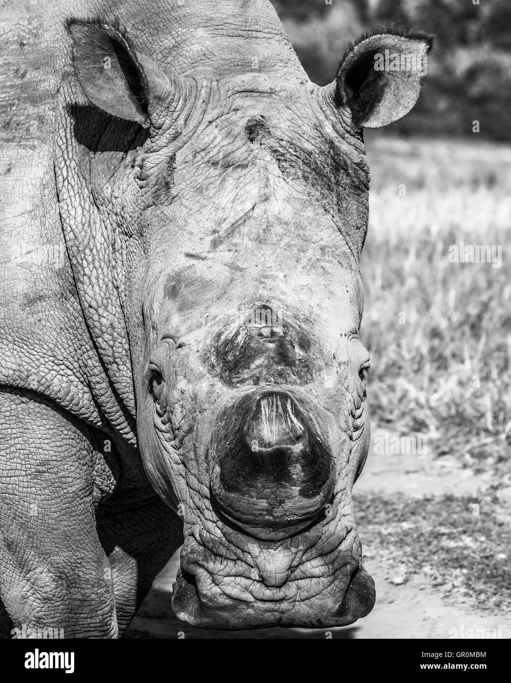 Il grintoso rinoceronte (Ceratotherium simum) in bianco e nero Foto Stock