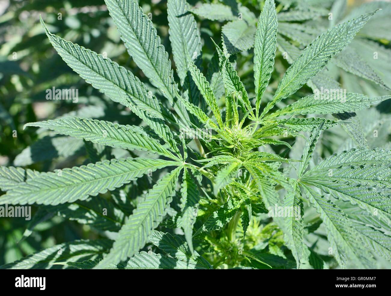 Vista della pianta di Cannabis foglie. Primo piano vista dall'alto sulla pianta di marijuana. Foto Stock