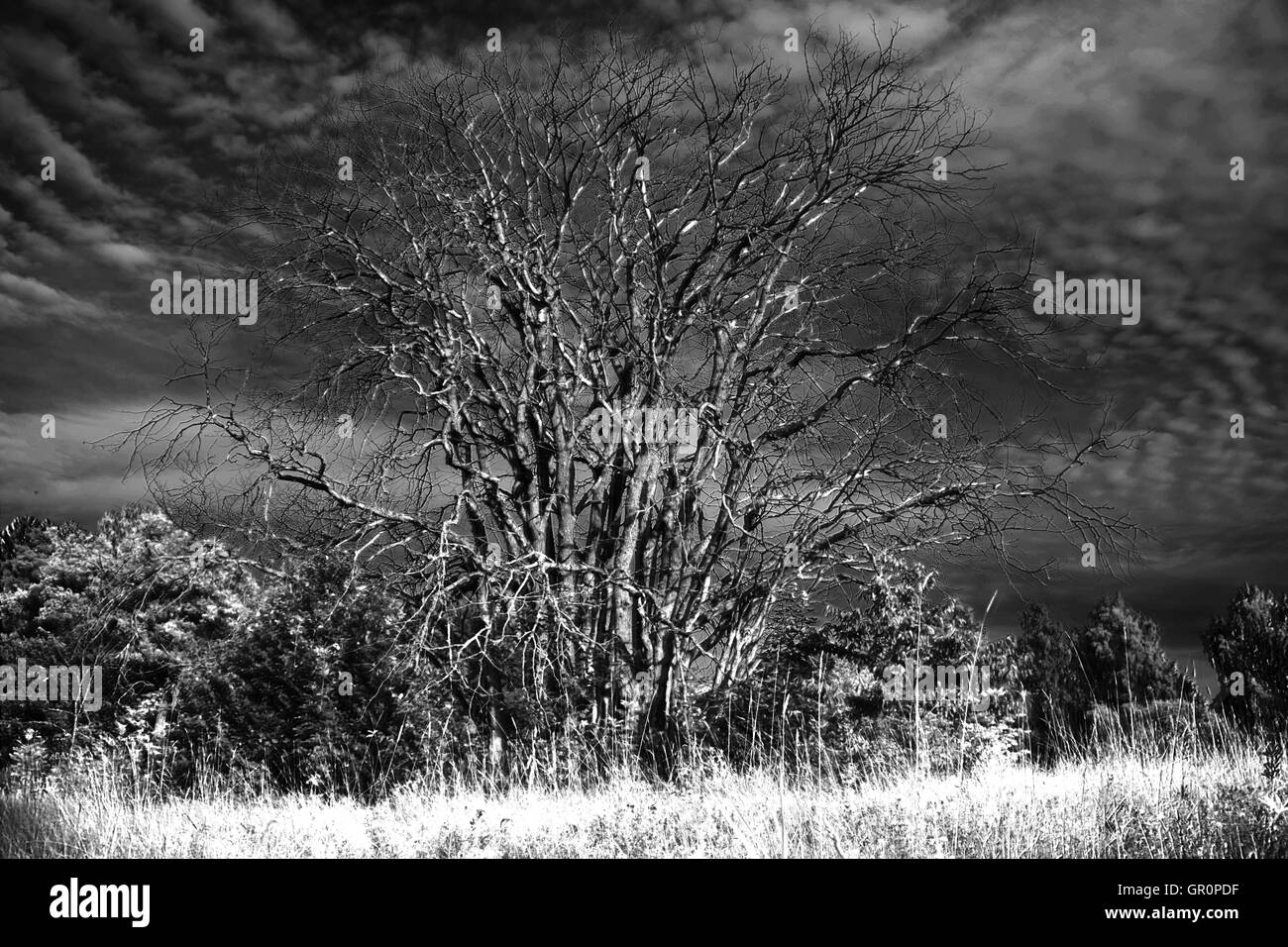 Struttura atmosferica e di erba in bianco e nero con infra rosso per effetto Foto Stock