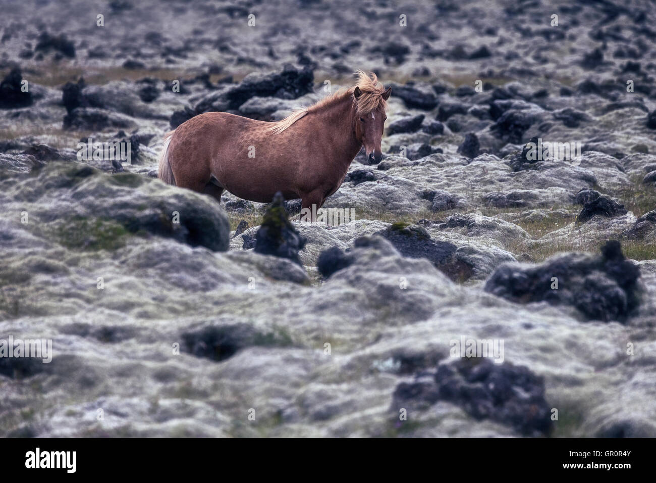 Un cavallo islandese in un campo di lava Foto Stock