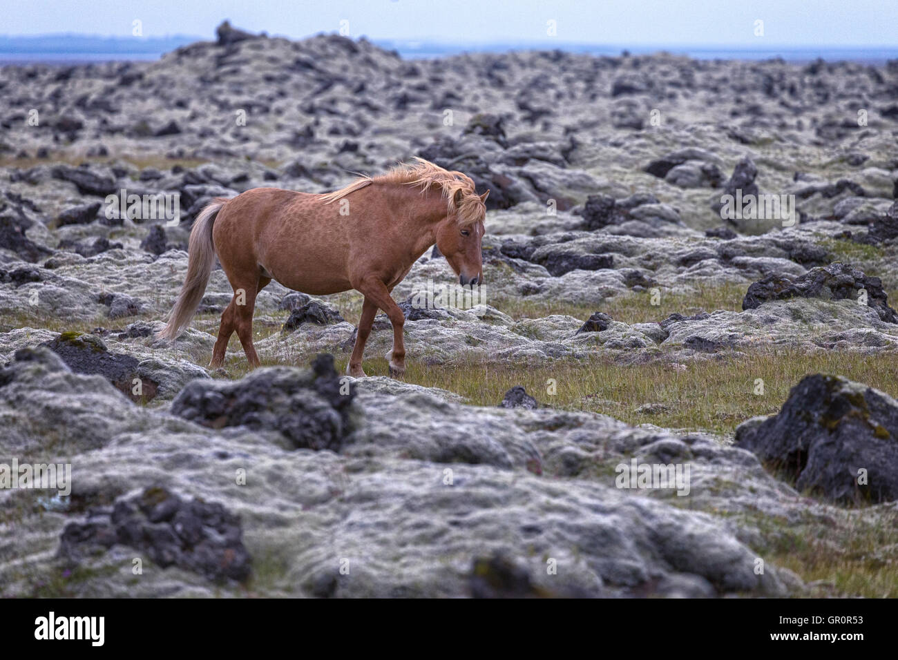 Un cavallo islandese in un campo di lava Foto Stock