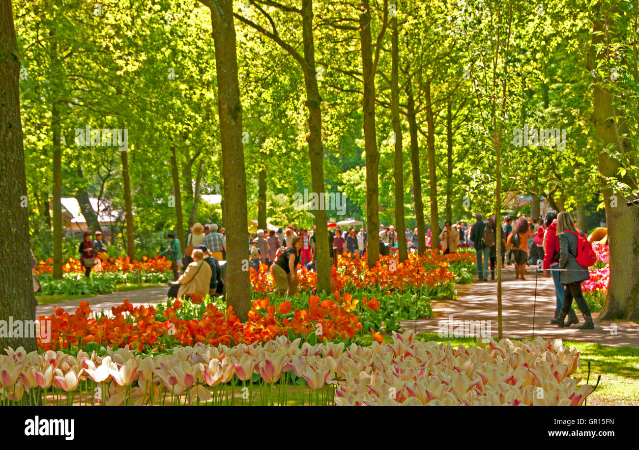 Ai visitatori di ammirare i fiori mentre si cammina per le strade in giardini Keukenhof Lisse, Olanda Foto Stock