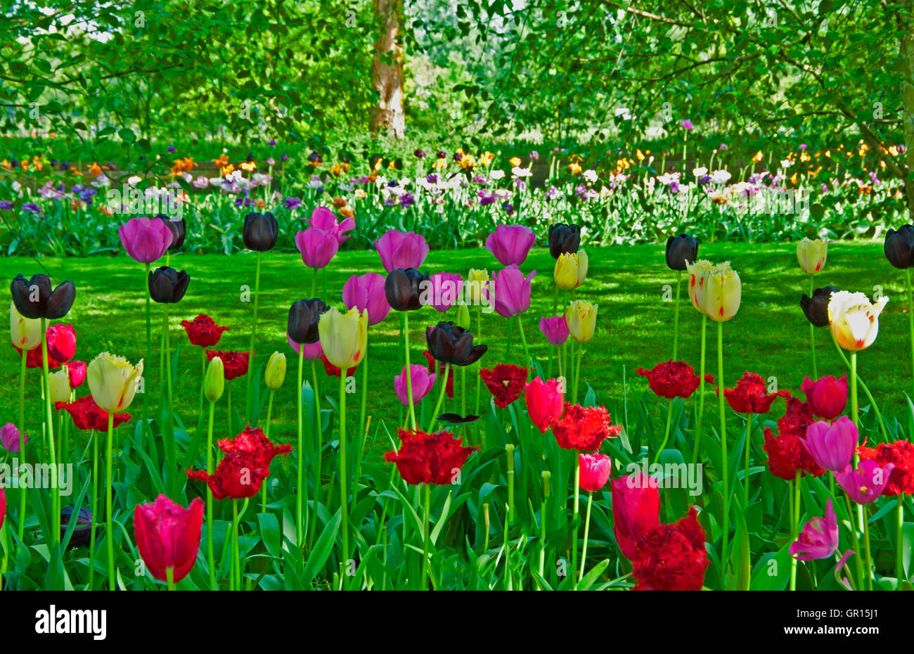 Una vista del parco con la fioritura di tulipani in giardini Keukenhof Lisse, Olanda Foto Stock
