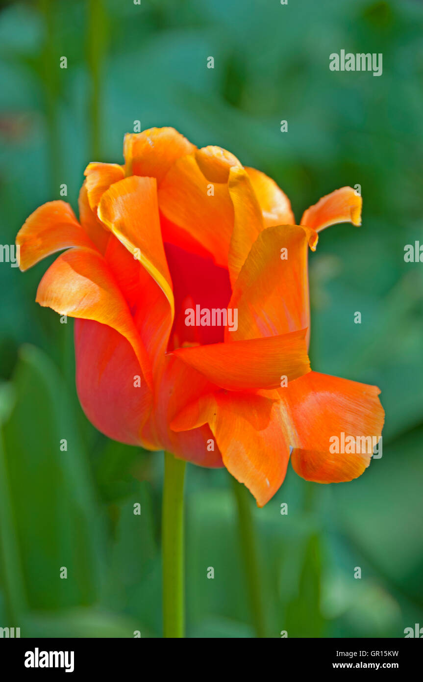 Un salmone lone-orange tulip in fiore a giardini Keukenhof Lisse, Olanda Foto Stock