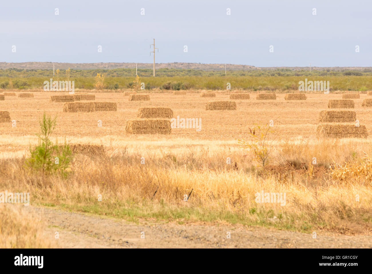 La raccolta di foraggio Foto Stock