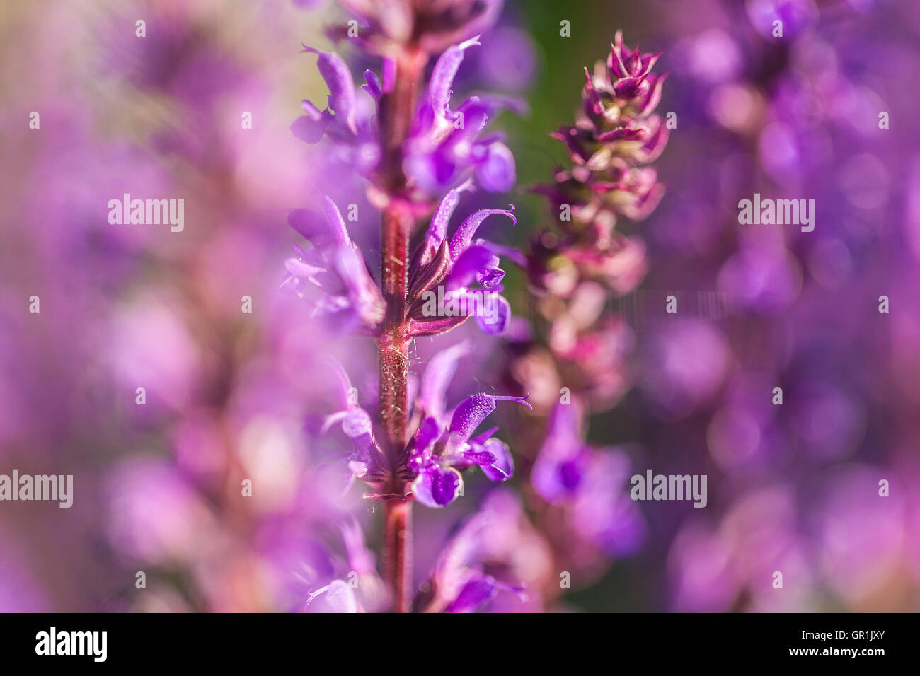 Cespugli di lavanda closeup sul tramonto. Foto Stock