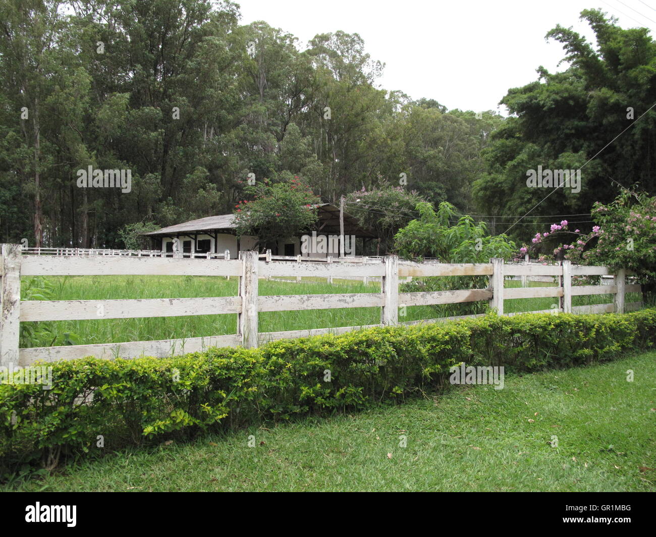 bue corral e recinzione Foto Stock