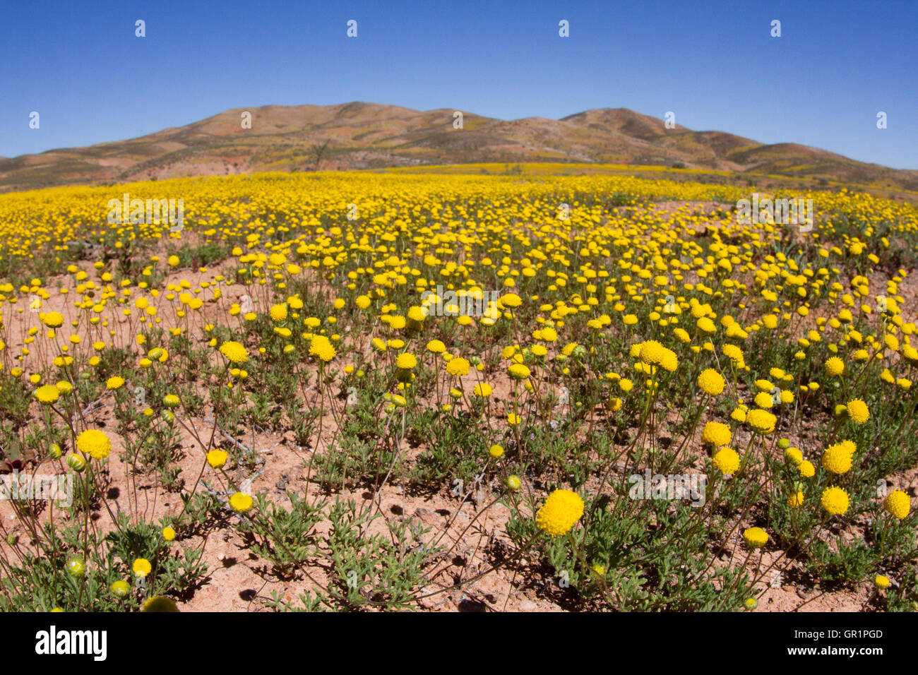 Il deserto fiorisce: fiori gialli dopo forti piogge nel deserto karoo, namaqualand, sud africa Foto Stock