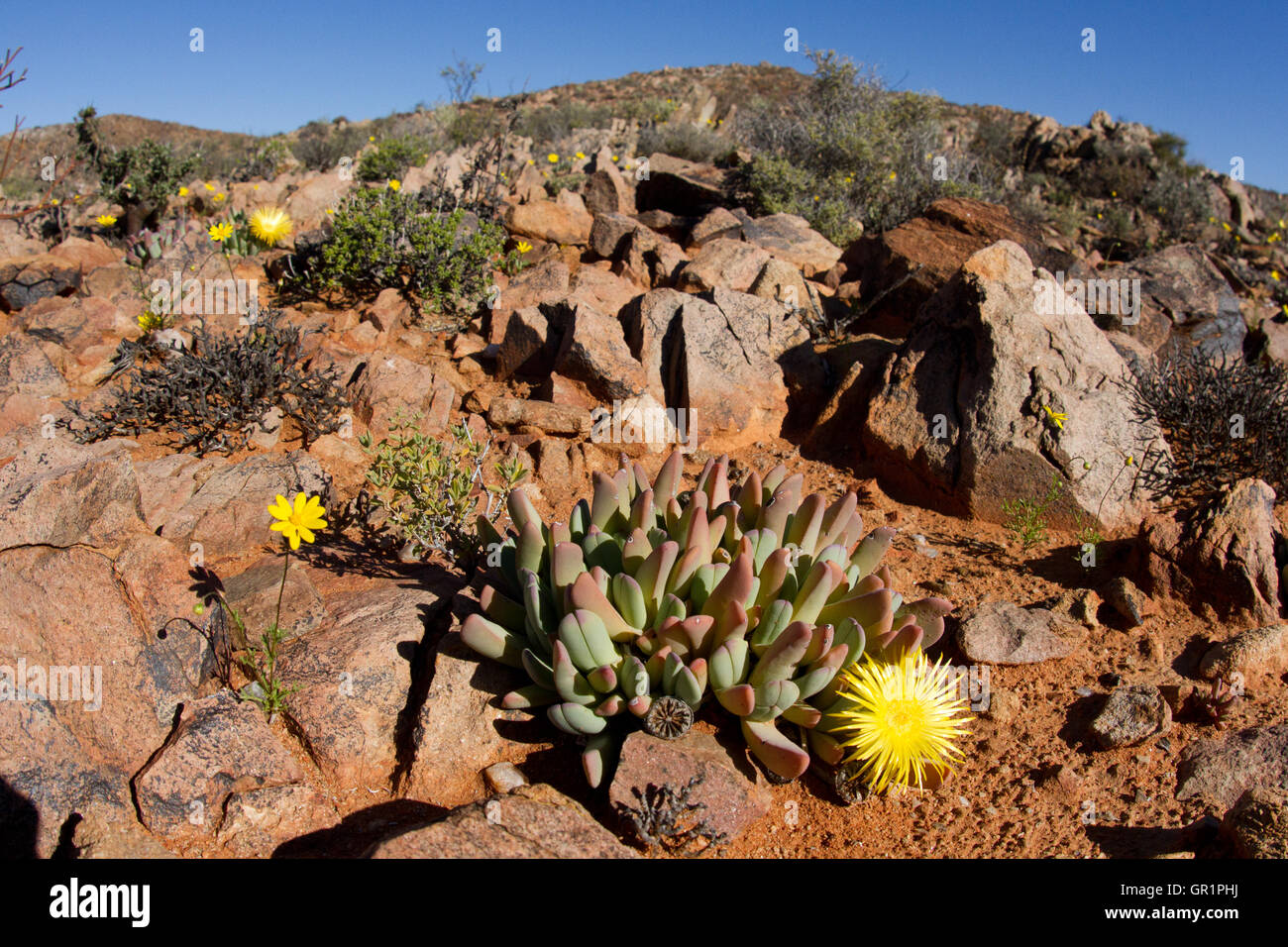 Il deserto fiorisce: succulento karoo deserto dopo la pioggia pesante, namaqualand, sud africa. Foto Stock