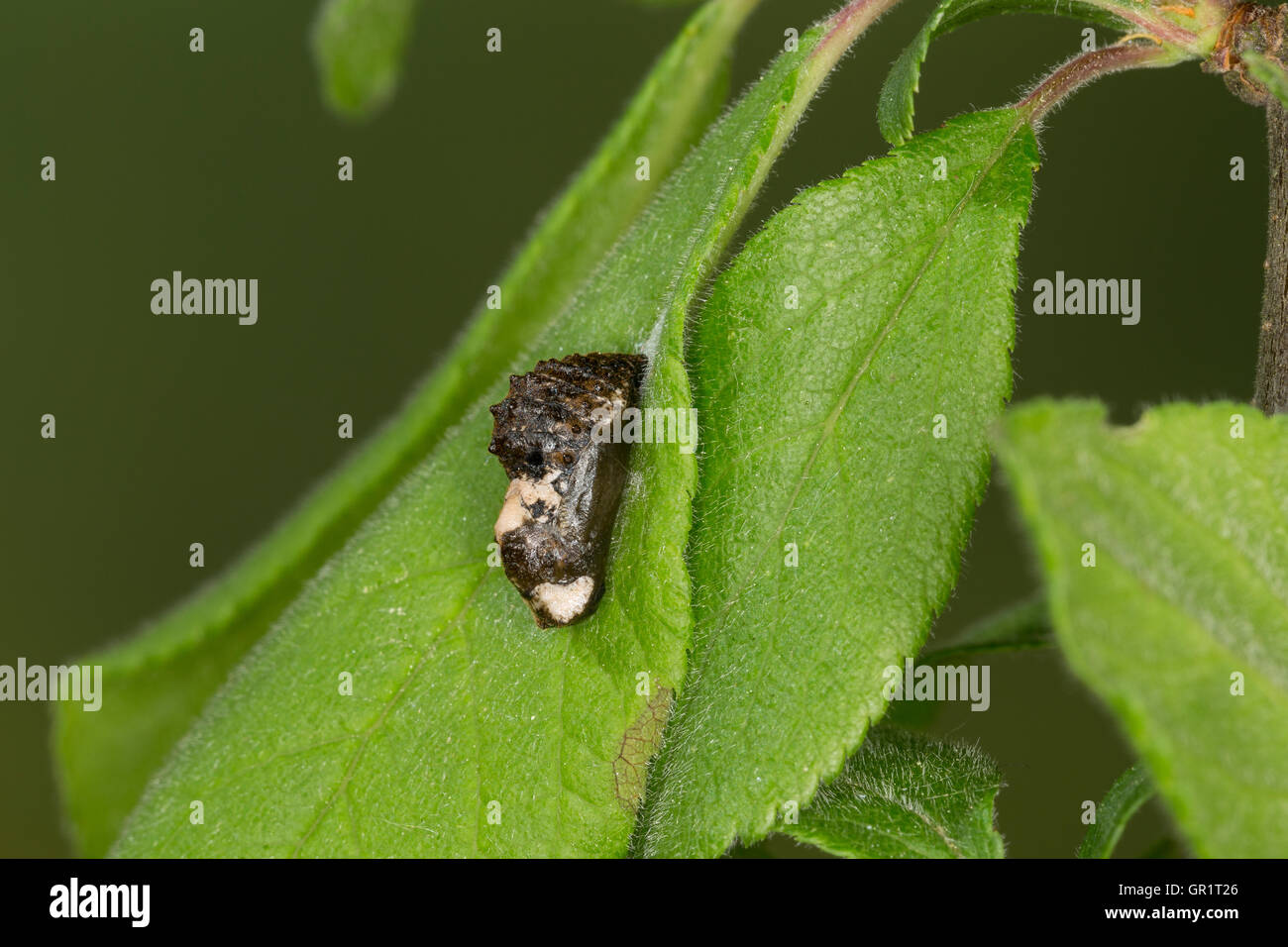 Pflaumen-Zipfelfalter, Pflaumenzipfelfalter, Puppe, Satyrium pruni, Fixsenia pruni, nero hairstreak, pupa, crisalidi, La Thècle du Foto Stock