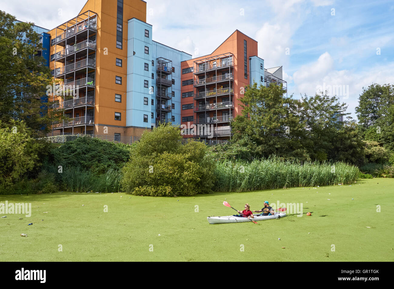 Persone kayak attraverso duckweed comune sul fiume Lea vicino Bow, Londra Inghilterra Regno Unito Foto Stock Persone kayak attraverso duckweed comune sul fiume Lea vicino Bow, Londra Inghilterra Regno Unito Foto Stock