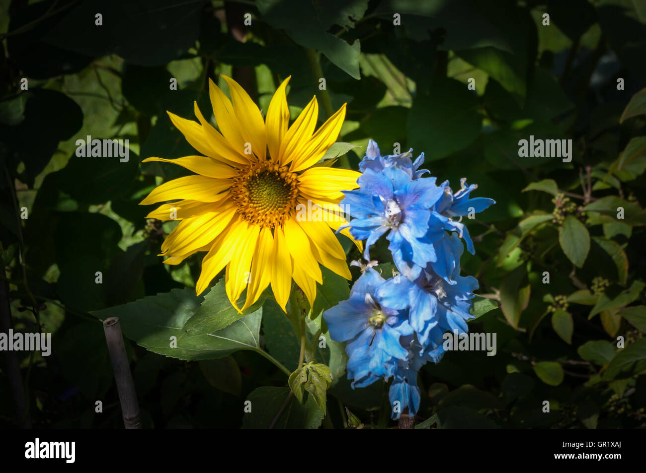 Colore complementare di partenariato luminoso giallo girasole e luce delphinium blu. Foto Stock
