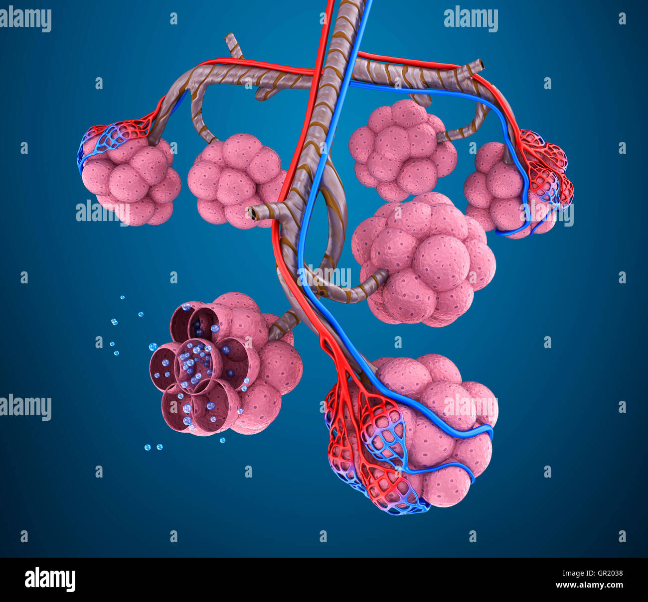 Alveoli : natomy di respiratorio umano - sistema di saturazione del sangue da ossigeno Foto Stock