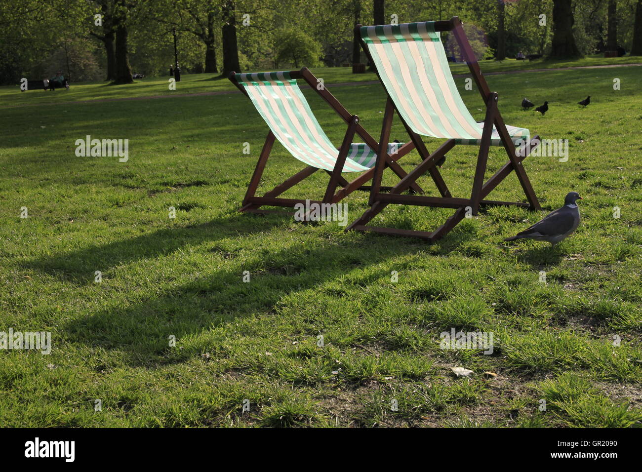 Sedie a sdraio accesa contre-jour in sera sun Green Park London W1 con piccioni e alberi in background. Foto Stock