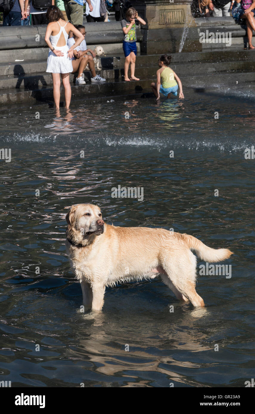 Golden Labrador retriever cane il raffreddamento nella fontana di acqua a Washington Square Park, New York Foto Stock
