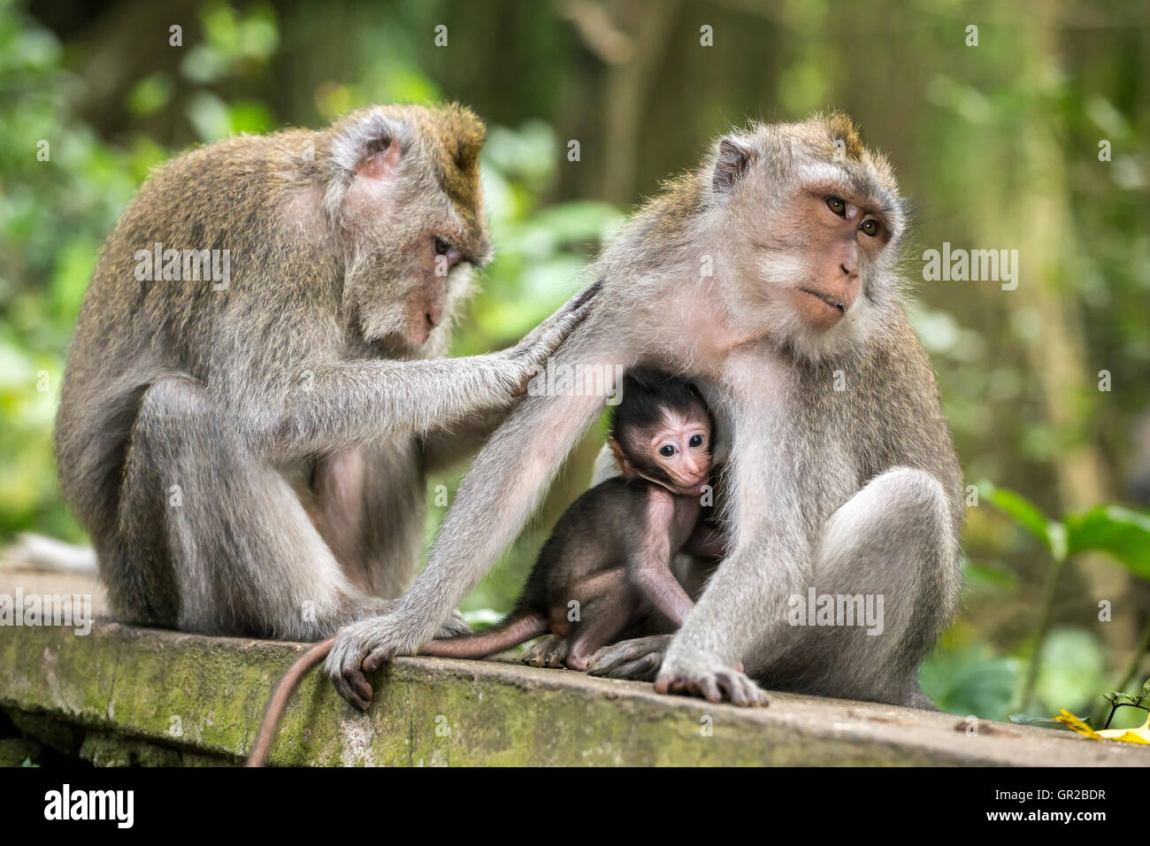 Macaco Rhesus monkeys famiglia in Ubud Monkey Forest, Bali, Indonesia Foto Stock