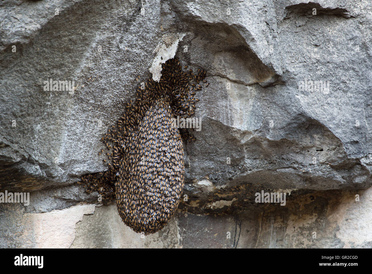Uno sciame di api del nesting sulla roccia Foto Stock