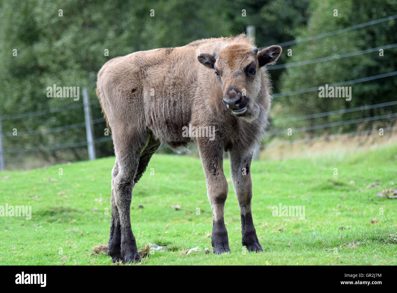 Il bisonte europeo vitello Foto Stock